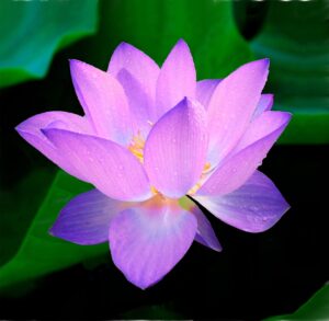 lotus, flower, nymphaea caerulea-215460.jpg