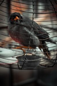 myna, bird, cage, perched, animal, feathers, plumage, beak, bill, bird watching, ornithology, animal world, nature