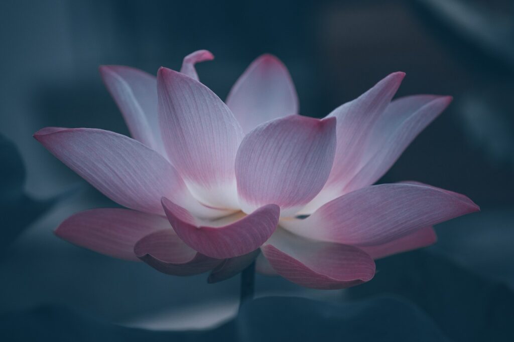 hd wallpaper, lotus, flower-6474572.jpg