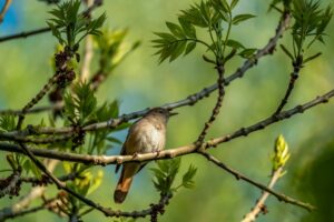 A nightingale perched on a branch amidst fresh spring foliage, symbolizing nature's tranquility.